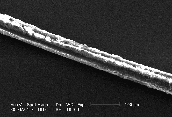 Scanning electron micrograph of a single human hair fibre