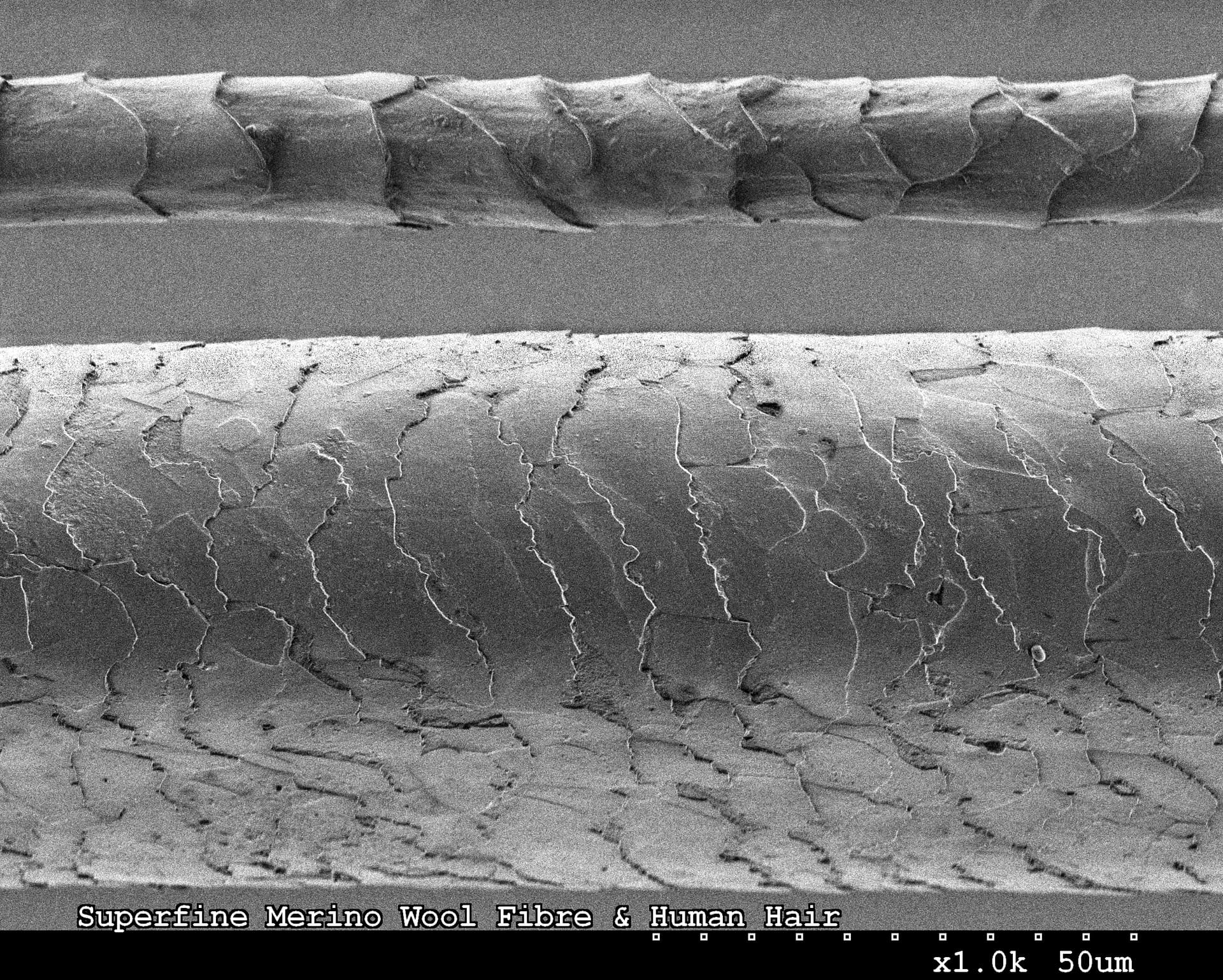 SEM comparing the cuticle scales of human hair and merino wool