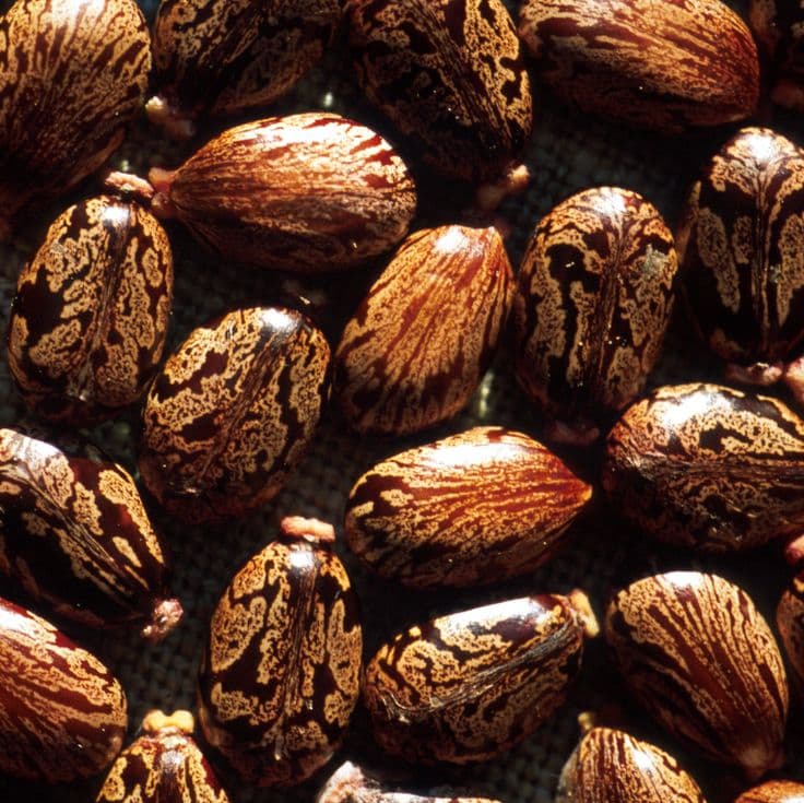 Castor Oil